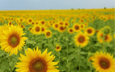 Come vivere in prima persona